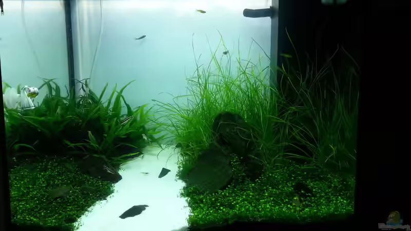 Aquarien mit Pseudomugil furcatus (Gabelschwanz-Blauauge)