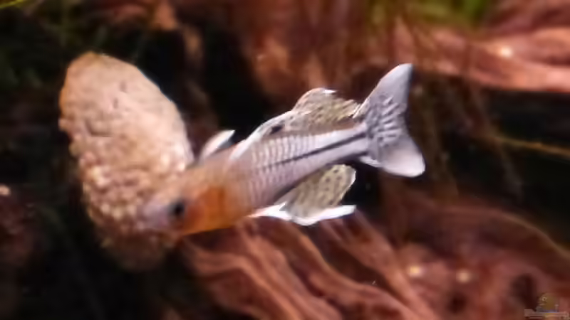 Pseudomugil gertrudae  von Eric Mattiszik (7)