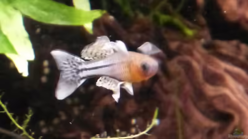 Pseudomugil gertrudae  von Eric Mattiszik (8)