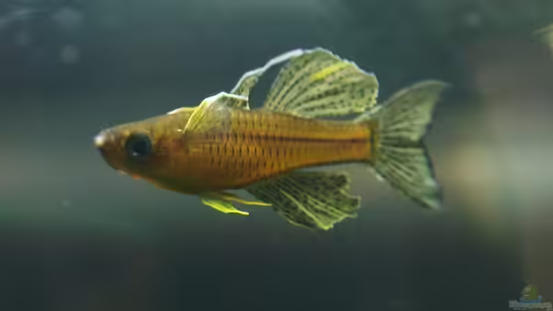 Pseudomugil gertrudae von Pseudomugil (27)