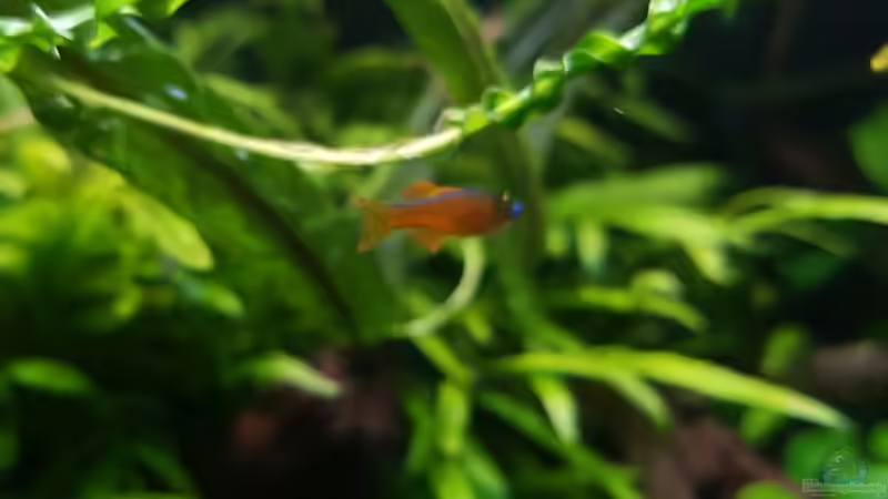 Pseudomugil luminatus von YoshiMaus (29)