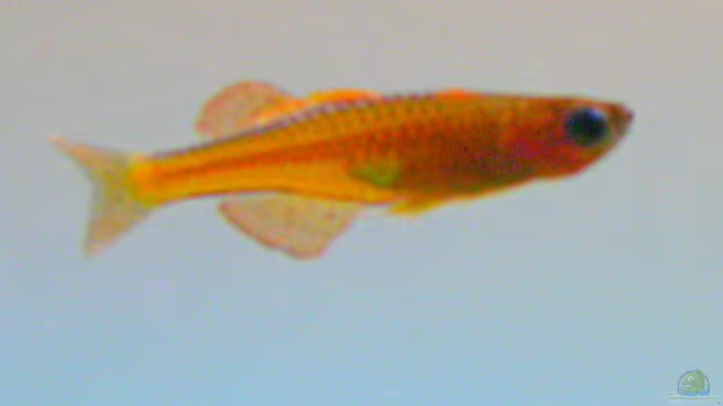 Pseudomugil paskai von Fredo Fuss (11)