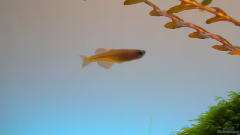 Pseudomugil paskai von Fredo Fuss (12)