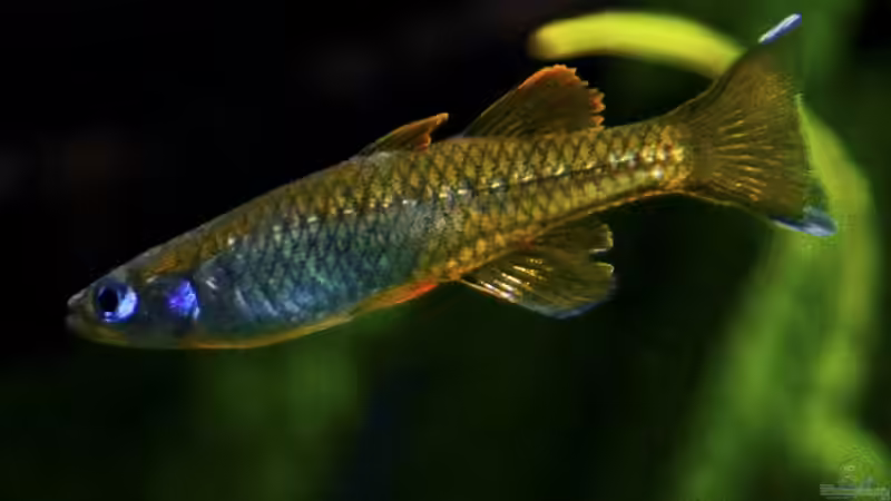 Pseudomugil tenellus von -Der Österreicher- (30)