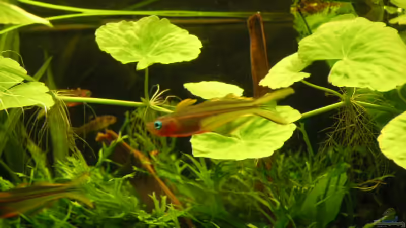 Pseudomugil von Jasmin (8)