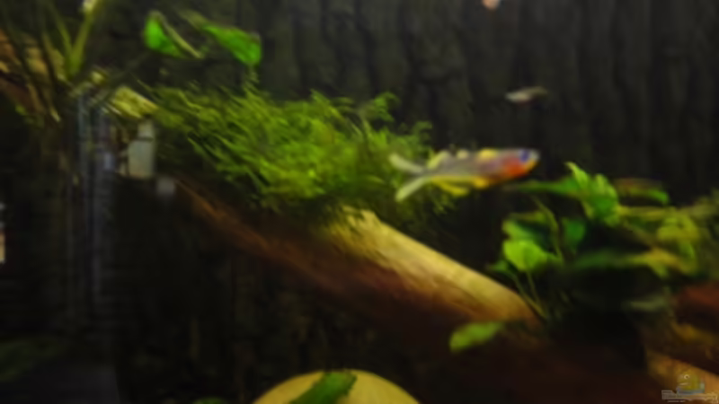 Pseudomugli furcatus  von Heiko Stracke (59)