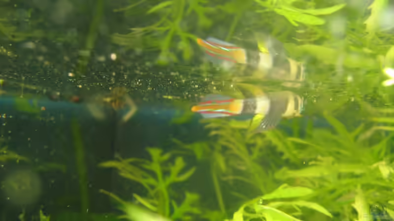 Pseudopiplaty annulatus von chrisi01 (25)