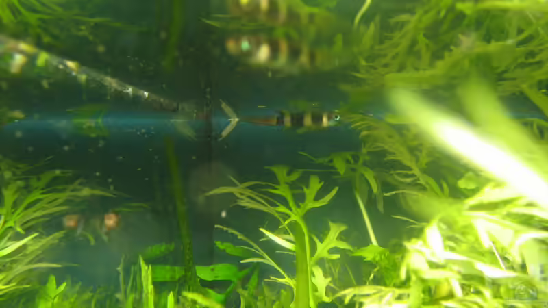 Pseudopiplaty annulatus von chrisi01 (26)