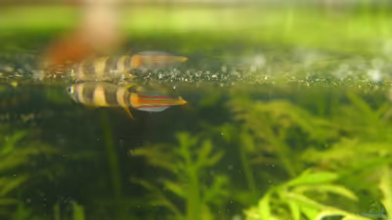 Pseudopiplaty annulatus von chrisi01 (27)