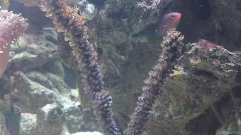 Pseudoplexaura - Hornkoralle von ~Sascha~ (15)