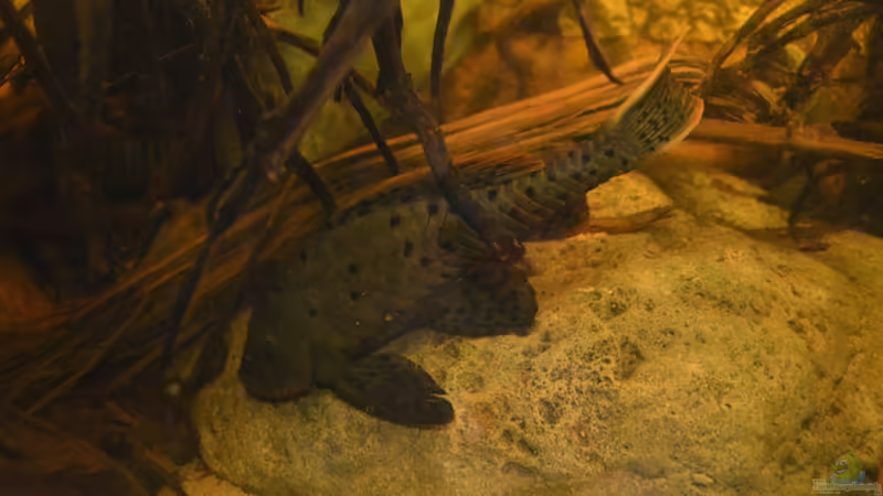 Pseudorinelepis sp. ´L 95´, hier wohl das etwas kleinere Weibchen. Beide sind ca. von GGuardiaNN (108)