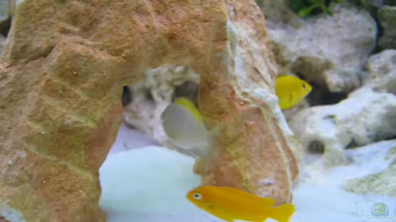 Pseudothropeus msobo magunga  von Michael Friel (5)