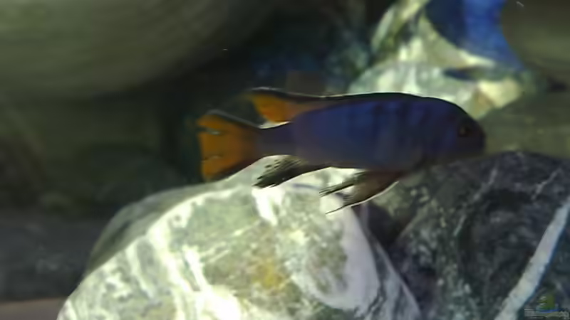 Pseudotroheus Mpanga male von Marco O. (40)