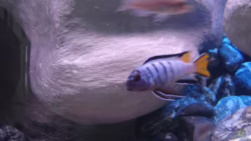 Pseudotroheus Mpanga male von Marco O. (41)