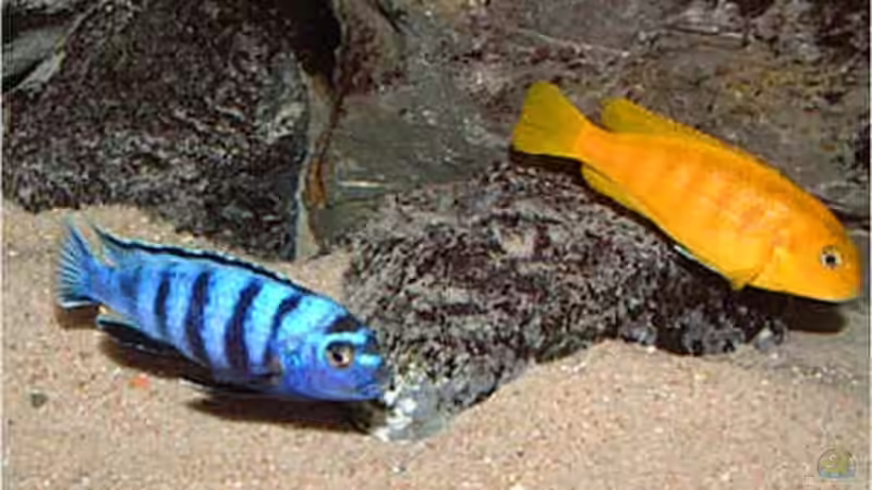 Pseudotroheus saulosi von Klaus Kussmann (15)