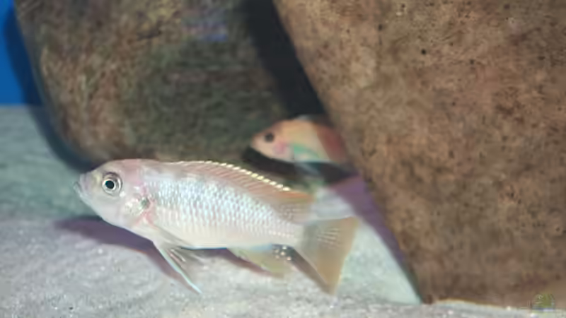 Pseudotrohpheus greshakai (Red top blue ice zebra) - junges Weibchen von Alexander Steinkellner (12)
