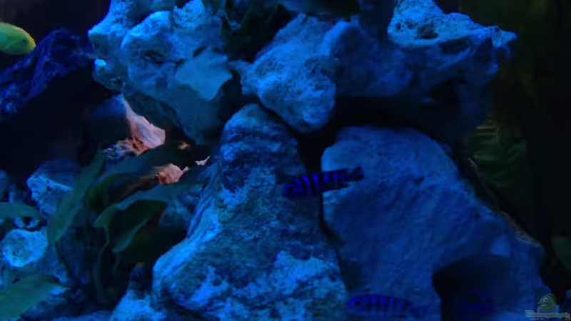 Pseudotropeus Demanosi von Meischder Kreusel (7)