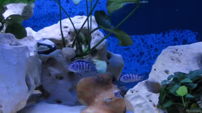 Pseudotrophaeus damasoni von Sascha1607 (10)