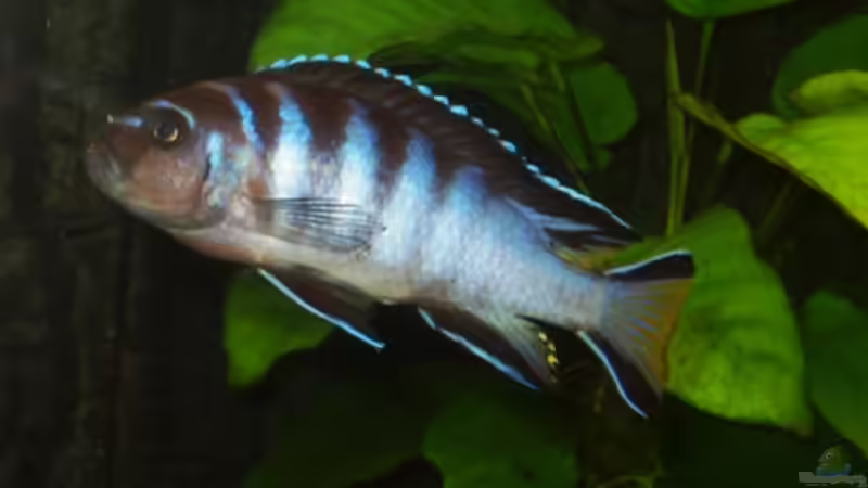 Pseudotrophaeus elongatus von Big-Brother (8)