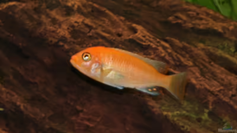 Pseudotrophaeus Zebra Red Red Junges von Big-Brother (12)