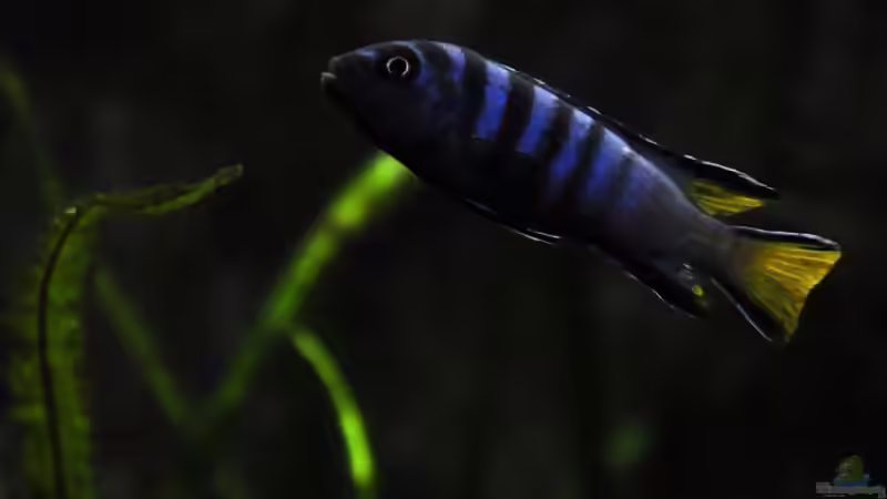 Pseudotropheos Elongatus Mpanga (M) von Pete (16)