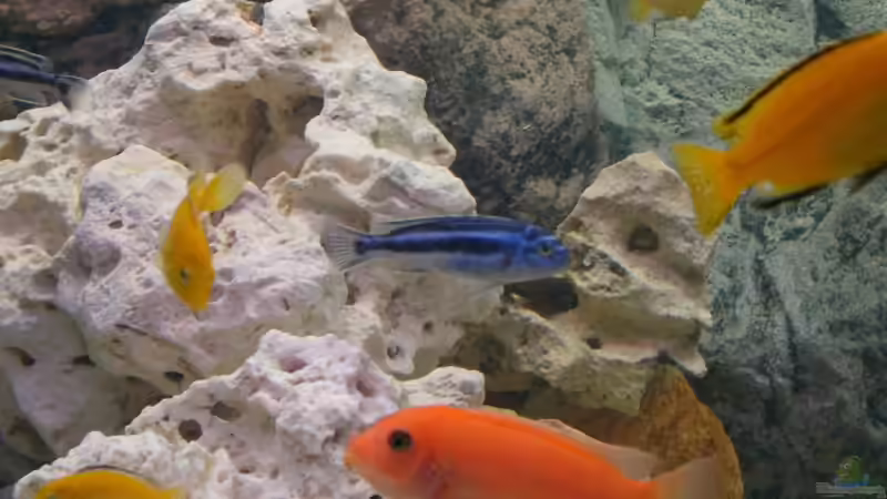Pseudotropheus, Labidochromis und Melanochromis geben sich ein Stelldichein. von Kai Verholen (9)