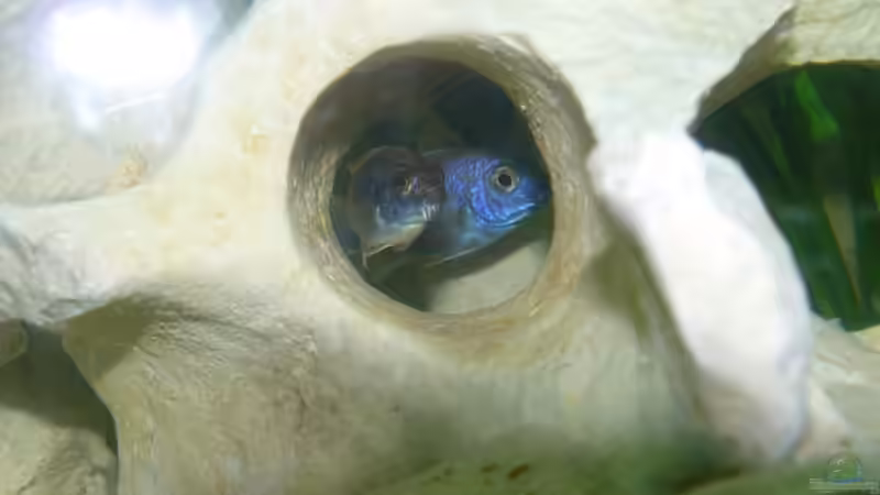 Pseudotropheus acci von wundi82 (5)