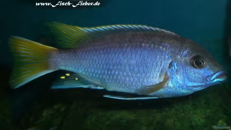 Pseudotropheus acei - Luwala  von Dirk Friebe (16)