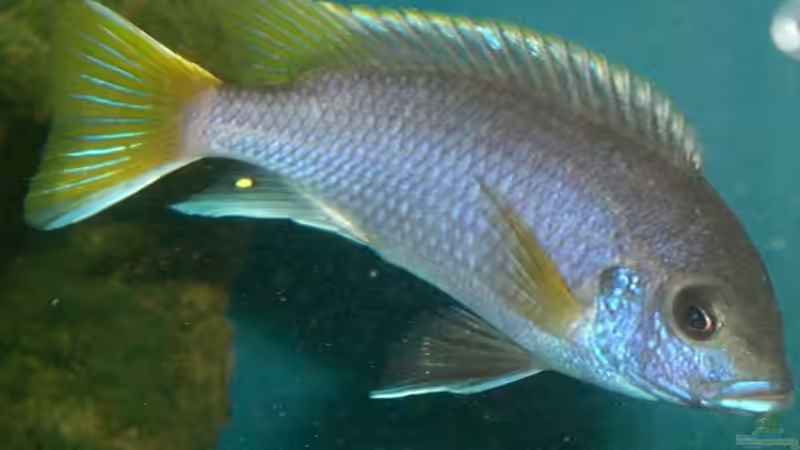 Pseudotropheus acei - Luwala von Dirk Friebe (17)