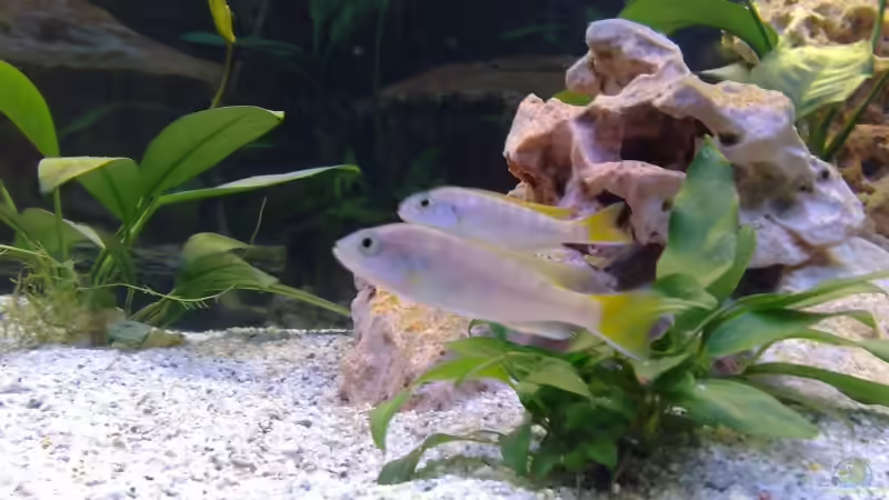 Pseudotropheus acei ( Gelbflossenmaulbrüter ) von Stefan Mischler (28)