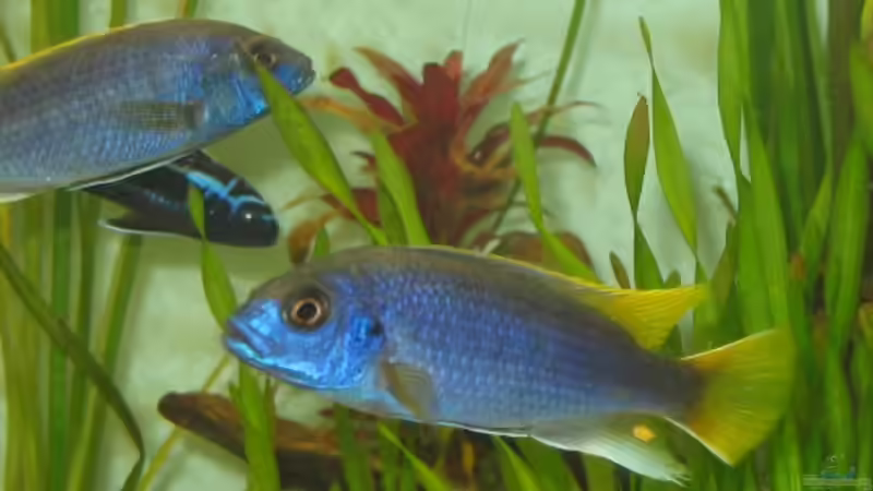 Pseudotropheus Acei  von Vuletic Dejan (11)