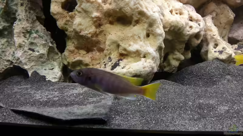 Pseudotropheus acei 26.11.2012 von Volker (26)