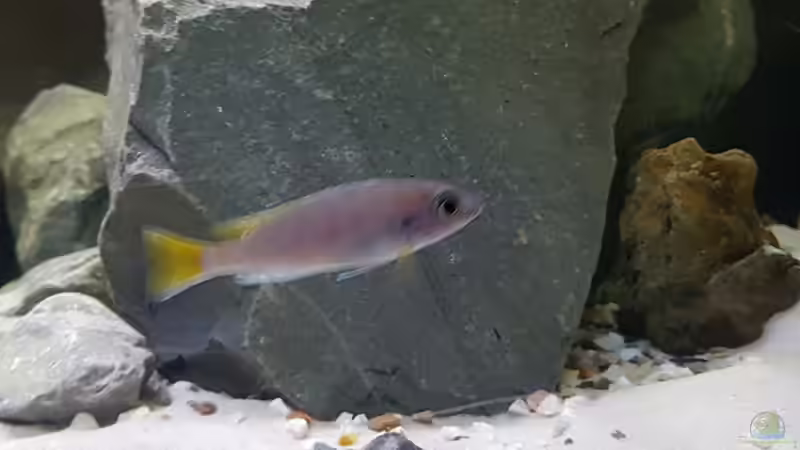 Pseudotropheus acei luwala  von Thomas0902 (13)