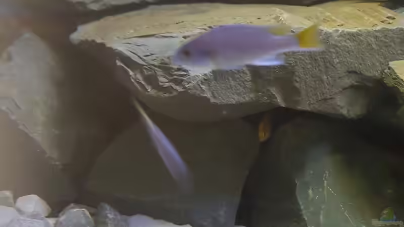 Pseudotropheus acei luwala  von Thomas0902 (47)