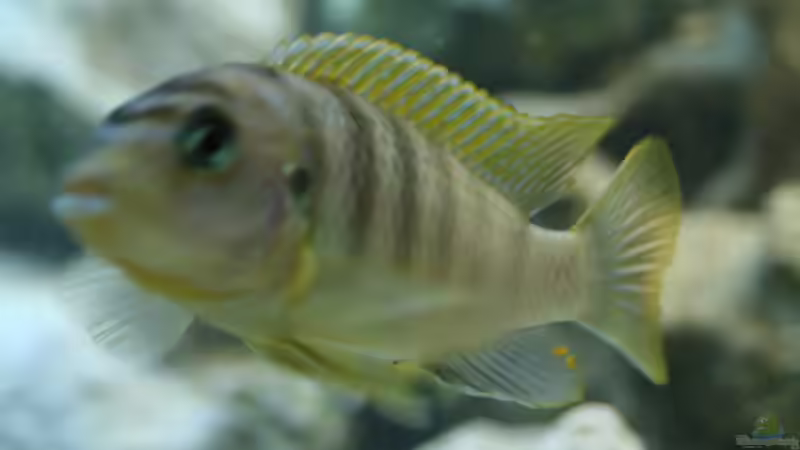 Pseudotropheus (Acei?!) Männchen, Chef im Becken von BigDaddyyy (6)