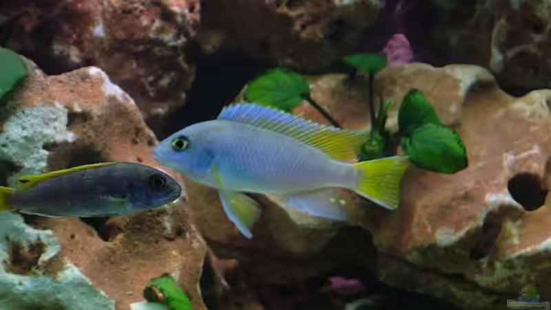 Pseudotropheus acei männchen von Martin Priemetshofer (10)