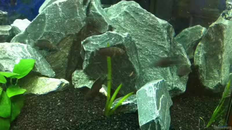 Pseudotropheus sp "acei ngara" im Aquarium (Einrichtungsbeispiele mit Pseudotropheus acei ngara)
