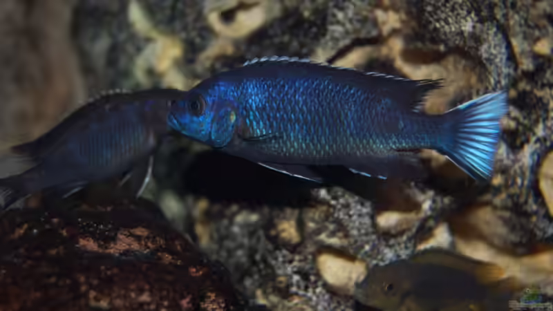 Pseudotropheus acei ngara von Roland Elsenbruch (26)