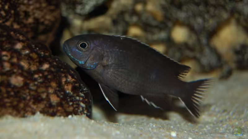 Pseudotropheus acei ngara von Roland Elsenbruch (27)