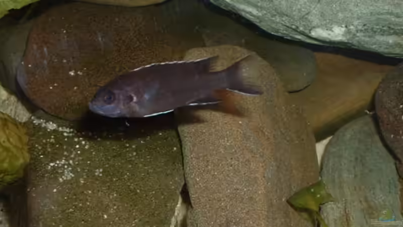 Pseudotropheus sp "acei ngara" im Aquarium (Einrichtungsbeispiele mit Pseudotropheus acei ngara)