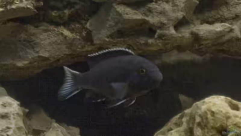 Pseudotropheus sp "acei ngara" im Aquarium (Einrichtungsbeispiele mit Pseudotropheus acei ngara)