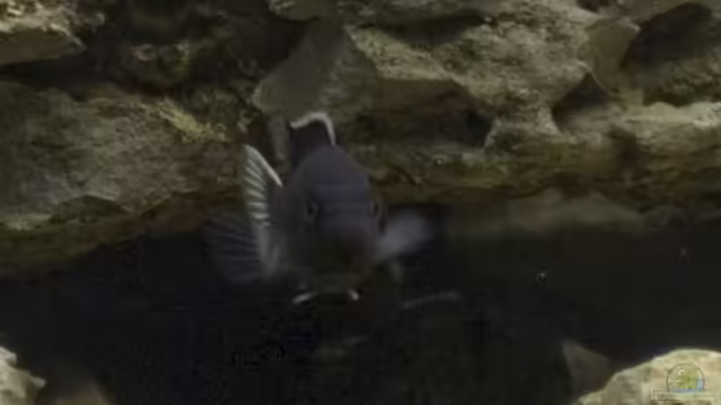 Einrichtungsbeispiele mit Pseudotropheus sp "Acei" (Blauer Gelbflossen-Maulbrüter)