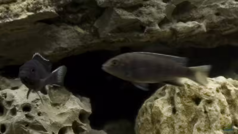 Pseudotropheus sp "acei ngara" im Aquarium (Einrichtungsbeispiele mit Pseudotropheus acei ngara)