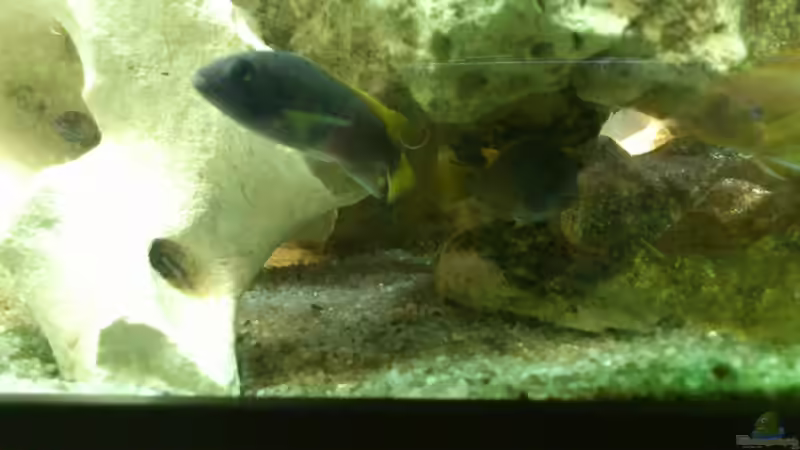 Pseudotropheus Acei von Alsi (51)