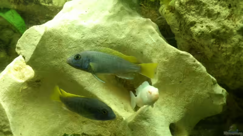 Pseudotropheus Acei von Alsi (73)