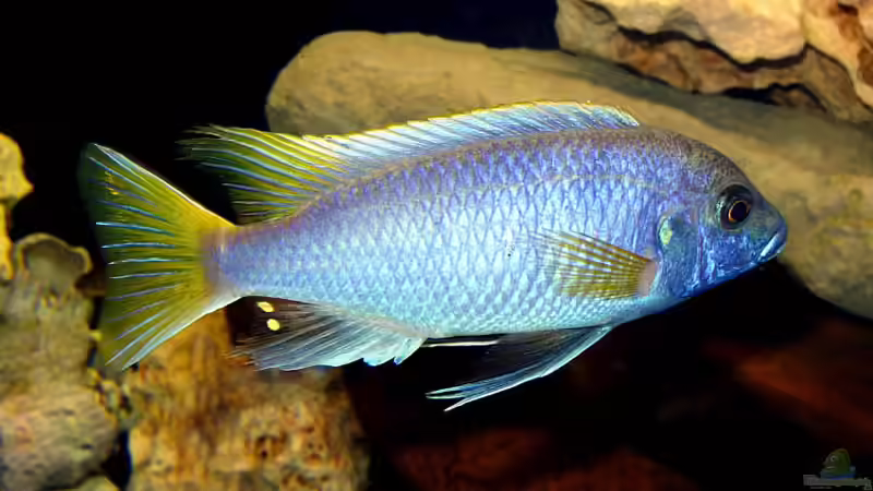 Pseudotropheus acei von Andrea Wendel (19)