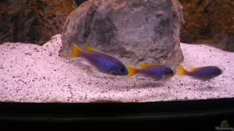 Pseudotropheus acei von Aqua-Dirk (17)