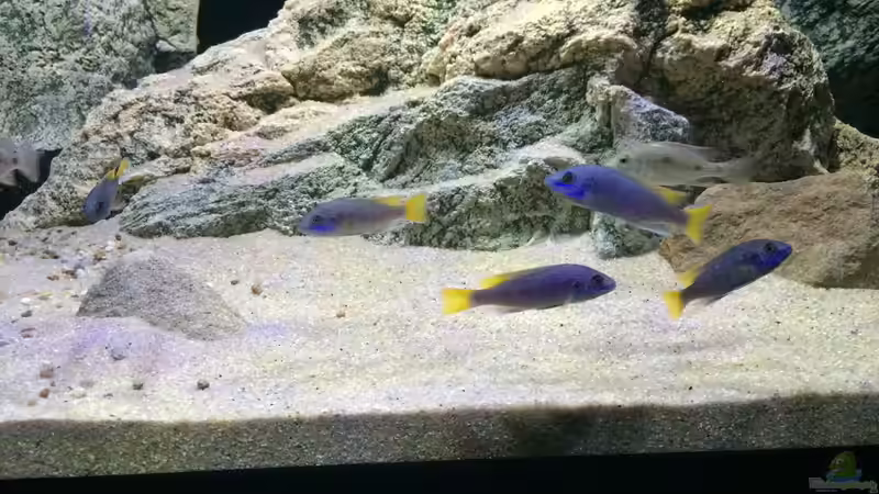 Pseudotropheus Acei von Branjo (40)