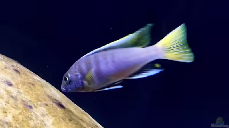 Pseudotropheus acei von Fäbi_CH (18)