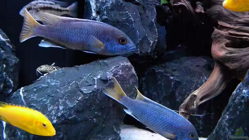 Pseudotropheus Acei von flightsim (173)